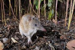 Golden Bandicoot (Isoodon auratus)