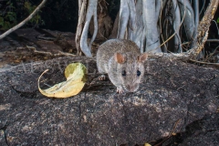 Kimberley Rock Rat (Zyzomys woodwardi)