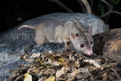 Scaly-tailed Possum or Wyulda (Wyulda squamicaudata)