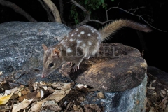 Northern Quoll (Dasyurus hallucatus)