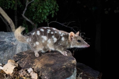 Northern Quoll (Dasyurus hallucatus)