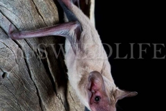 Northern Freetail Bat (Ozimops lumsdenae)