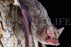 Bristle-faced Freetail Bat (Setirostris eleryi)