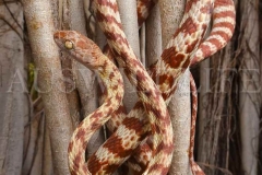 Brown Tree Snake  (Boiga irregularis)