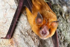Orange Leaf-nosed Bat (Rhinonicteris aurantia)