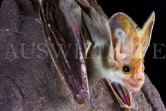 Ghost Bat  (Macroderma gigas)