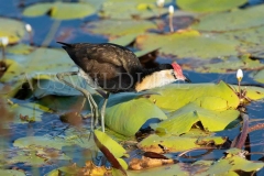 Comb-crested Jacana (Irediparra gallinacea)