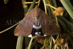 Noctuid Moth species (Achaea argilla)