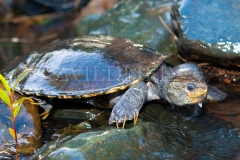 Southern Snapping Turtle (Elseya albagula)