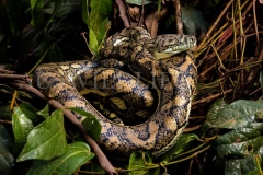 Carpet Python, Morelia spilota