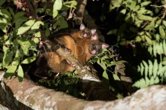 Coppery Brushtail Possum (Trichosurus vulpecula johnstonii)