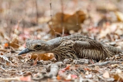 Bush Stone Curlew (Burhinus grallarius)