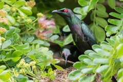 Metallic Starling (Aplornis metallica)