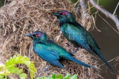 Metallic Starling (Aplornis metallica)