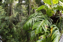 Australian Native Monstera (Epipremnum pinnatum)