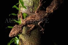 Northern Leaf-tailed Gecko (Saltuarius cornutus)