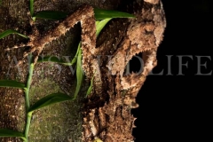 Northern Leaf-tailed Gecko (Saltuarius cornutus)