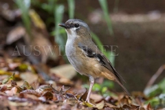 Grey-headed Robin (Heteromyias cinereiformis)