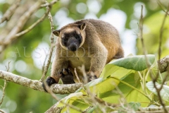 Lumholtz's Tree Kangaroo (Dendrolagus lumholtzi)