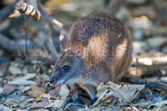 Parma Wallaby (Macropus parma)