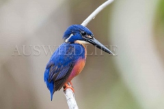 Azure Kingfisher (Ceyx azureus)