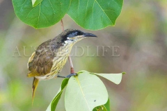 Varied Honeyeater (Lichenostomus versicolor)