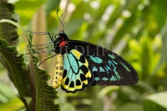 Cairns Birdwing Butterfly (Ornithoptera euphorion)
