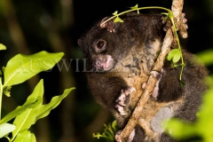 Lemuroid Ringtail Possum (Hemibelidus lemuroides)