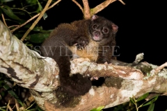 Lemuroid Ringtail Possum (Hemibelidus lemuroides)