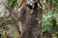 Boyd's Forest Dragon (Hypsilurus boydii)