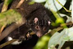 Herbert River Ringtail (Pseudochirulus herbertensis)