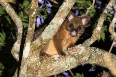 Coppery Brushtail Possum (Trichosurus vulpecula johnstonii)