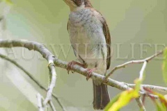 Brown-backed Honeyeater (Ramsayornis modestus)