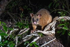 Coppery Brushtail Possum (Trichosurus vulpecula johnstonii)