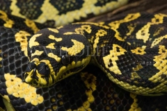 Carpet Python, North Queensland Jungle Form (Morelia spilota)