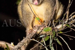 Common Brushtail Possum (Trichosurus vulpecula)