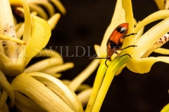 Dendrobium beetle (Stethopachys formosa)