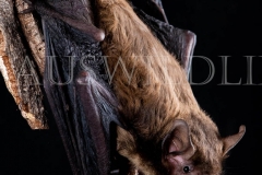 Western False Pipistrelle (Falsistrellus mackenziei)
