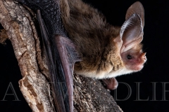 Western Long-eared Bat (Nyctophilus major major)