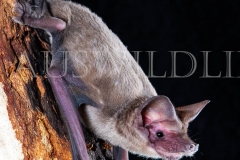 Western Freetail Bat (Ozimops kitcheneri)