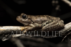 Peron's tree frog (Litoria peroni)