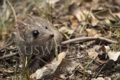 Common Dunnart (Sminthopsis murina)