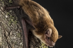 Broad-nosed Bat (Scotorepens sp (Parnaby))