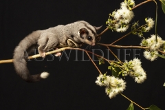 Krefft's Glider (Petarus notatus)