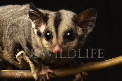 Krefft's Glider (Petarus notatus)