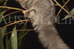 Krefft's Glider (Petarus notatus)