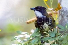 Eastern Whipbird (male) (Psophodes olivaceus)