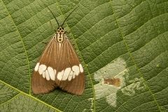 Magpie Moth (Nyctemera secundiana), Cairns,  Wet Tropics World Heritage area, Queensland, Australia