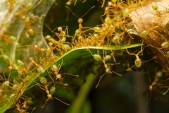 Green Tree Ants (Oecophylla smaragdina) defending their leaf nest, Daintree River, Wet Tropics World Heritage area, Queensland, Australia