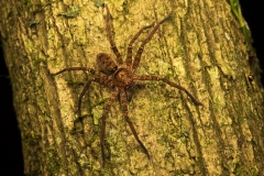 Brown Huntsman Spider (Heteropoda jugulans) hunting at night. Cairns. Wet Tropics World Heritage area, Queensland, Australia